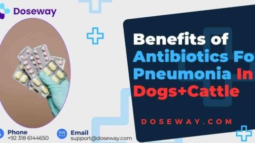 Top-10-Best-Antibiotics-For-Pneumonia-In-Dogs-And-Cattle