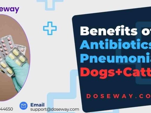 Top-10-Best-Antibiotics-For-Pneumonia-In-Dogs-And-Cattle