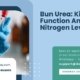 Bun-Urea-Kidney-Function-And-Urea-Nitrogen-Levels